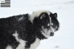 Lire la suite à propos de l’article Éleveurs canadiens de chiens esquimaux et chiots en Bretagne