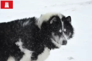 Lire la suite à propos de l’article Éleveurs de chiens esquimaux canadiens et chiots à Hambourg