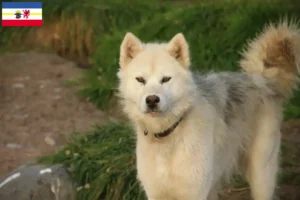 Lire la suite à propos de l’article Éleveurs de chiens esquimaux canadiens et chiots dans le Mecklembourg-Poméranie occidentale