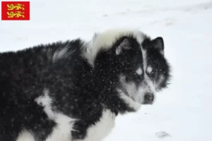 Lire la suite à propos de l’article Éleveur canadien de chiens esquimaux et chiots en Normandie