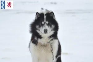 Lire la suite à propos de l’article Éleveurs canadiens de chiens esquimaux et chiots en Nouvelle-Aquitaine