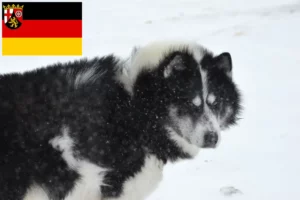 Lire la suite à propos de l’article Éleveurs de chiens esquimaux canadiens et chiots en Rhénanie-Palatinat
