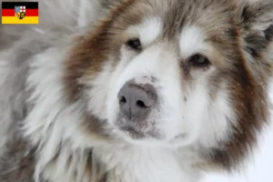 Lire la suite à propos de l’article Éleveurs de chiens esquimaux canadiens et chiots en Sarre
