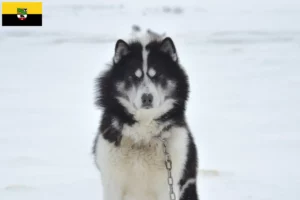 Lire la suite à propos de l’article Éleveurs de chiens canadiens esquimaux et chiots en Saxe-Anhalt