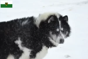 Lire la suite à propos de l’article Chien canadien esquimau Éleveurs et chiots en Saxe