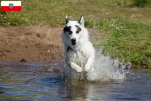 Lire la suite à propos de l’article Éleveurs de chiens esquimaux canadiens et chiots en Thuringe