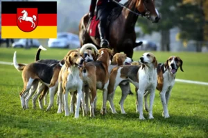 Lire la suite à propos de l’article Éleveurs de chiens courants français et chiots en Basse-Saxe