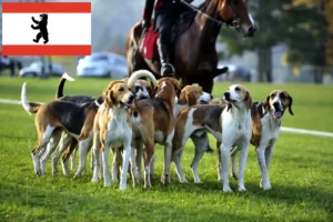 Lire la suite à propos de l’article Éleveurs de chiens courants français et chiots à Berlin
