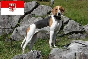 Lire la suite à propos de l’article Éleveurs de chiens courants français et chiots dans le Brandebourg