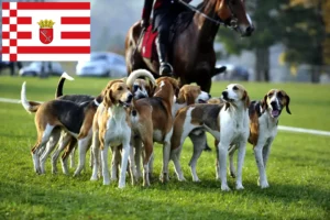 Lire la suite à propos de l’article Éleveurs de chiens courants français et chiots à Brême