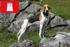 Lire la suite à propos de l’article Éleveurs de chiens courants français et chiots à Hambourg