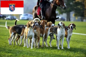 Lire la suite à propos de l’article Éleveurs de chiens courants français et chiots en Hesse