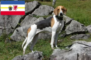 Lire la suite à propos de l’article Éleveurs de chiens courants français et chiots dans le Mecklembourg-Poméranie occidentale