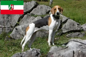 Lire la suite à propos de l’article Éleveurs de chiens courants français et chiots en Rhénanie-du-Nord-Westphalie