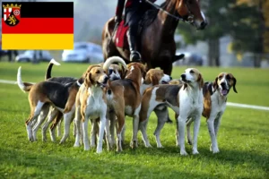 Lire la suite à propos de l’article Éleveurs de chiens courants français et chiots en Rhénanie-Palatinat