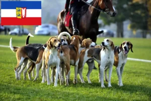 Lire la suite à propos de l’article Éleveurs de chiens courants français et chiots dans le Schleswig-Holstein