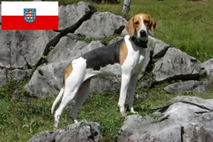 Lire la suite à propos de l’article Éleveurs de chiens courants français et chiots en Thuringe