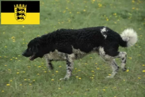 Lire la suite à propos de l’article Chien d’eau frison éleveurs et chiots en Baden-Württemberg