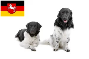 Lire la suite à propos de l’article Chien d’eau frison éleveur et chiots en Basse-Saxe