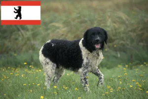 Lire la suite à propos de l’article Éleveurs de chiens d’eau frisons et chiots à Berlin