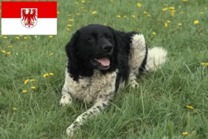 Lire la suite à propos de l’article Éleveurs de chiens d’eau frisons et chiots dans le Brandebourg