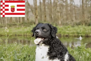 Lire la suite à propos de l’article Éleveurs de chiens d’eau frisons et chiots à Brême