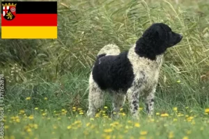 Lire la suite à propos de l’article Chien d’eau frison éleveur et chiots en Rhénanie-Palatinat