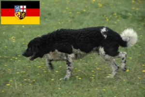 Lire la suite à propos de l’article Éleveurs de chiens d’eau frisons et chiots en Sarre