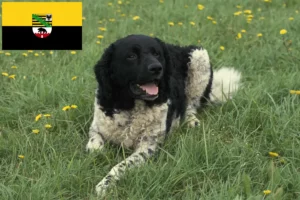 Lire la suite à propos de l’article Chien d’eau frison éleveur et chiots en Saxe-Anhalt