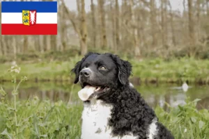 Lire la suite à propos de l’article Chien d’eau frison éleveurs et chiots dans le Schleswig-Holstein