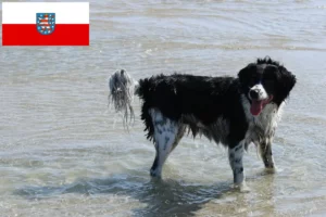 Lire la suite à propos de l’article Éleveurs de chiens d’eau frisons et chiots en Thuringe