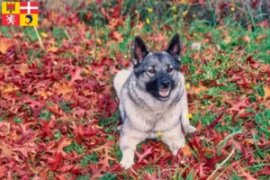 Lire la suite à propos de l’article Éleveurs de chiens d’élan norvégiens et chiots en Auvergne-Rhône-Alpes