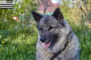 Lire la suite à propos de l’article Éleveurs de chiens d’élan norvégiens et chiots en Bretagne