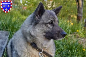 Lire la suite à propos de l’article Éleveurs de chiens élans norvégiens et chiots en Centre-Val de Loire