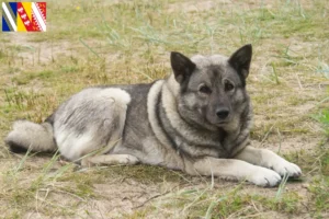 Lire la suite à propos de l’article Éleveurs de chiens d’élan norvégiens et chiots en Grand Est