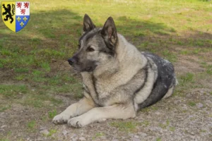 Lire la suite à propos de l’article Éleveurs de chiens élans norvégiens et chiots en Hauts-de-France