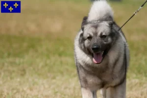 Lire la suite à propos de l’article Éleveurs de chiens élans norvégiens et chiots en Île-de-France