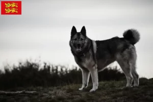 Lire la suite à propos de l’article Éleveurs de chiens d’élan norvégiens et chiots en Normandie