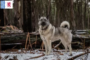 Lire la suite à propos de l’article Éleveurs de chiens d’élan norvégiens et chiots en Nouvelle-Aquitaine