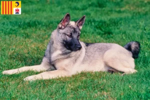 Lire la suite à propos de l’article Éleveurs de chiens d’élan norvégiens et chiots en Provence-Alpes-Côte d’Azur