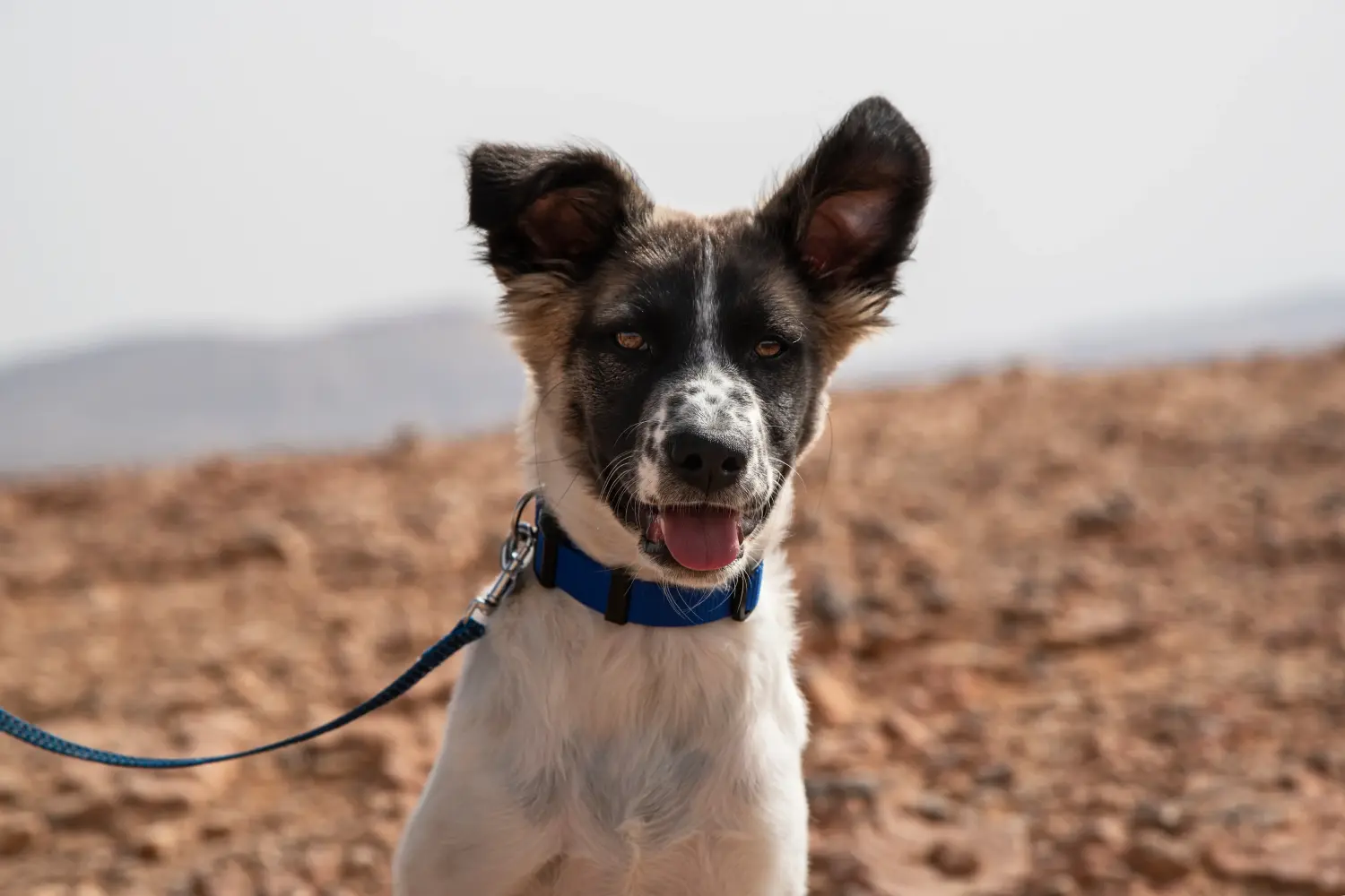 Acheter un chiot canin, c'est prendre ses responsabilités ! Acheter un chiot chien canadien.