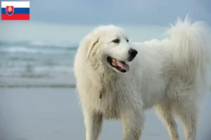Lire la suite à propos de l’article Chien de montagne des Pyrénées éleveurs et chiots en Slovaquie