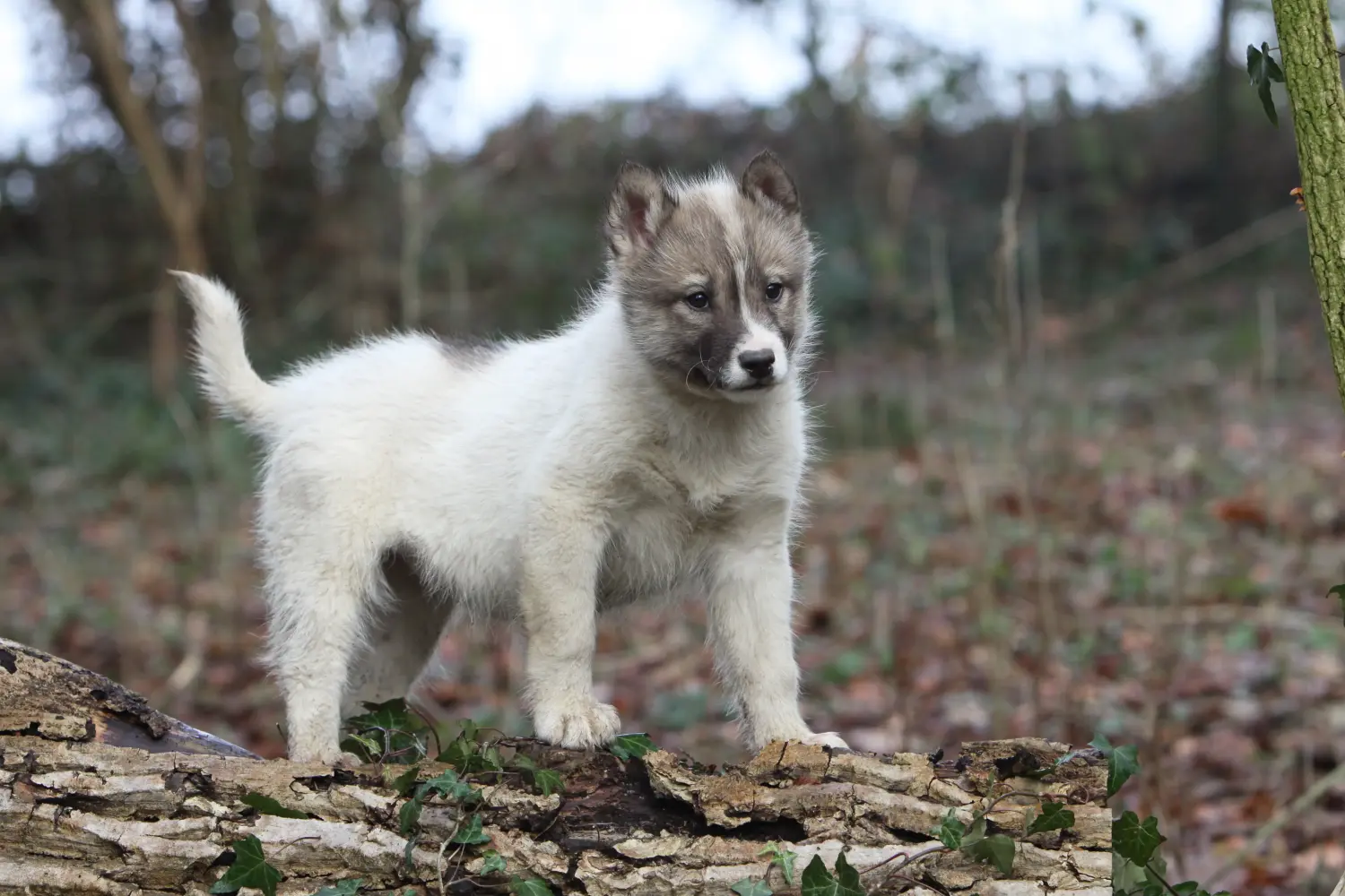 Acheter un chiot Groenlandais, c'est prendre ses responsabilités ! Acheter un chiot chien du Groenland.