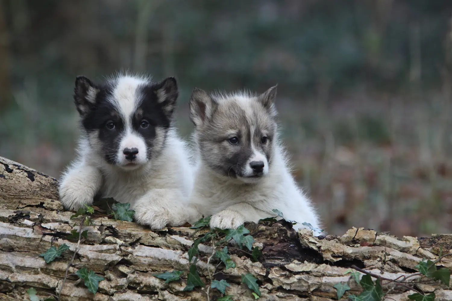 Acheter un chiot Groenlandais, c'est prendre ses responsabilités ! Acheter un chiot chien du Groenland.