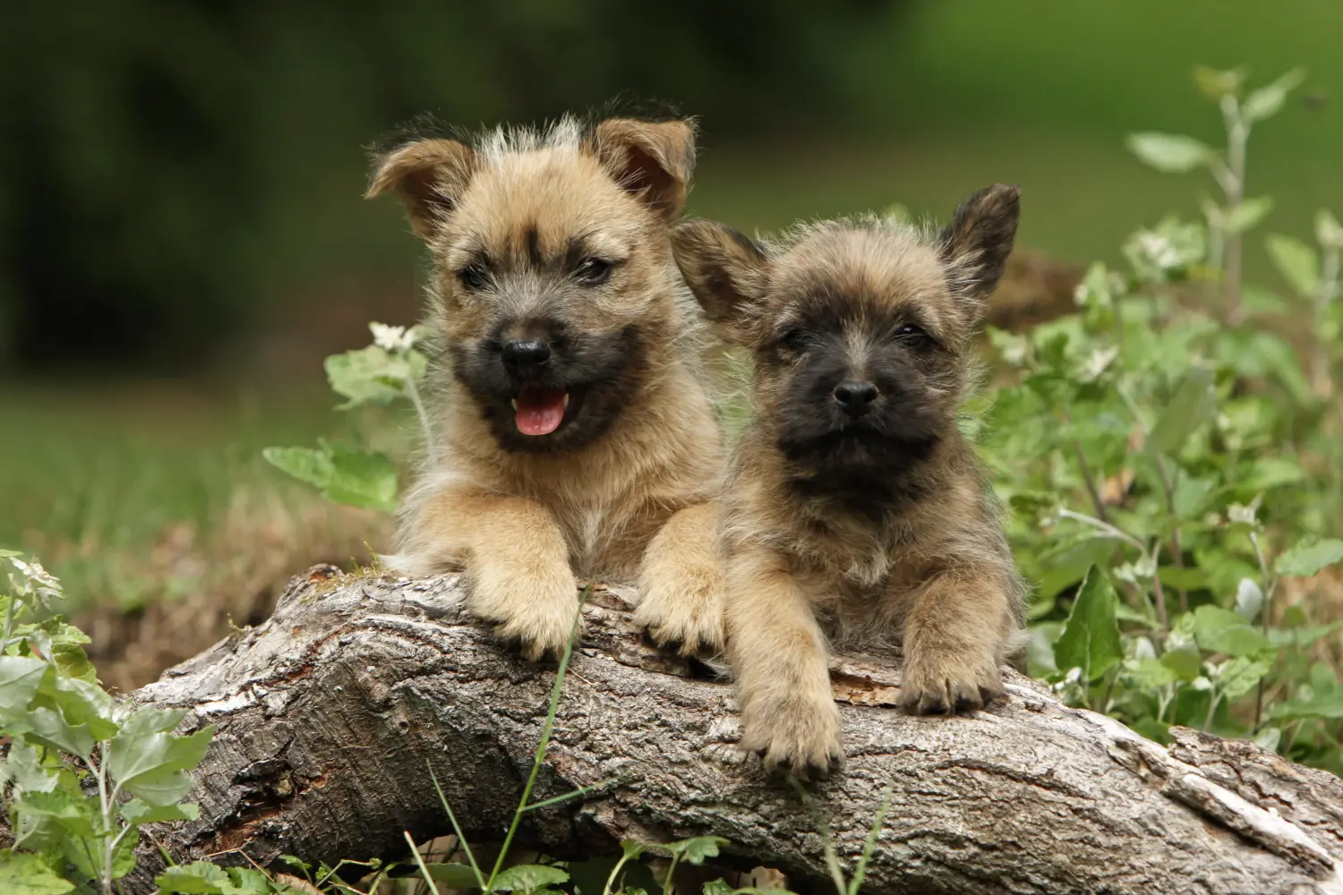 Acheter un chiot Cairn Terrier, c'est prendre ses responsabilités ! Acheter un chiot Cairn Terrier.