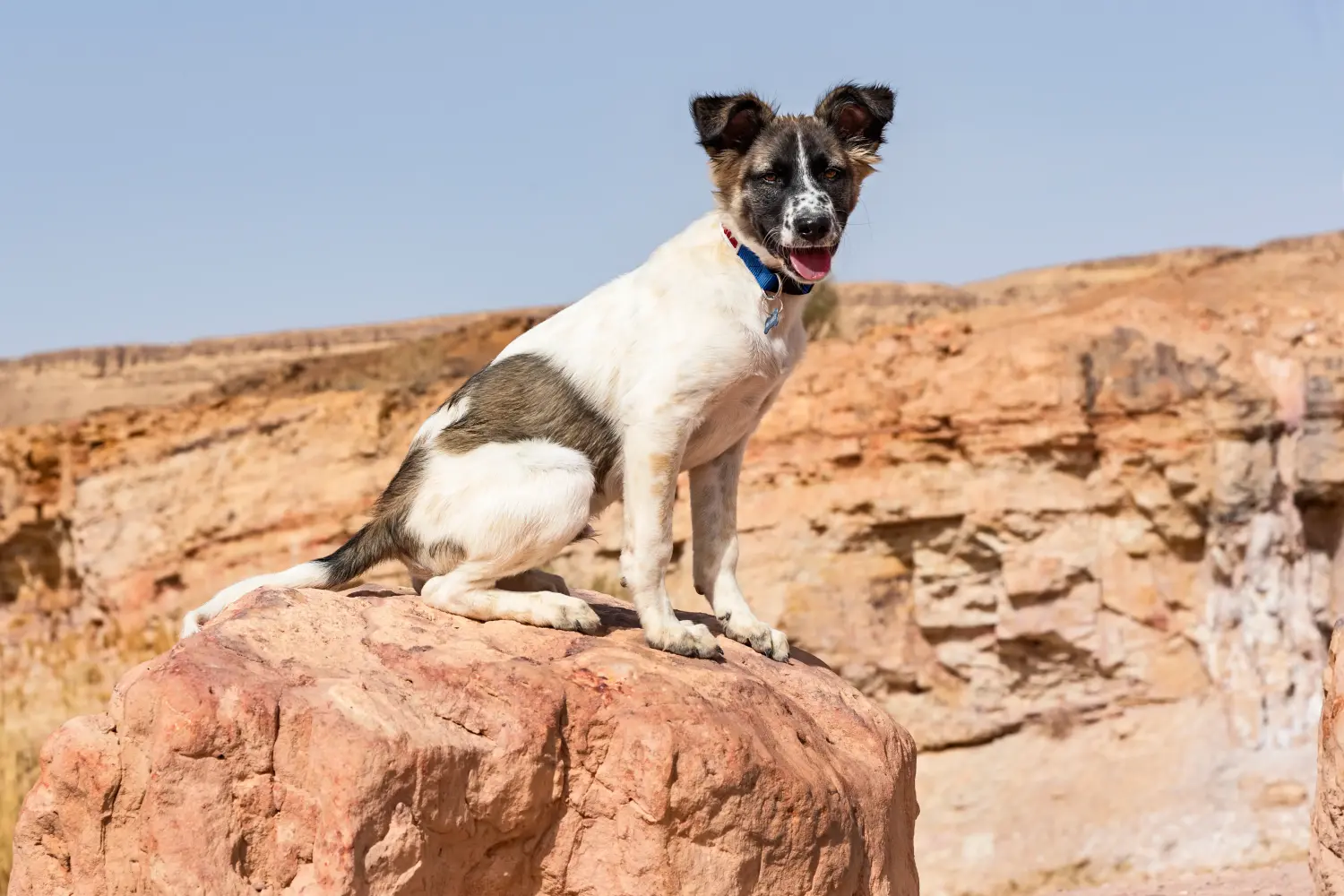 Acheter un chiot canin, c'est prendre ses responsabilités ! Acheter un chiot chien canadien.