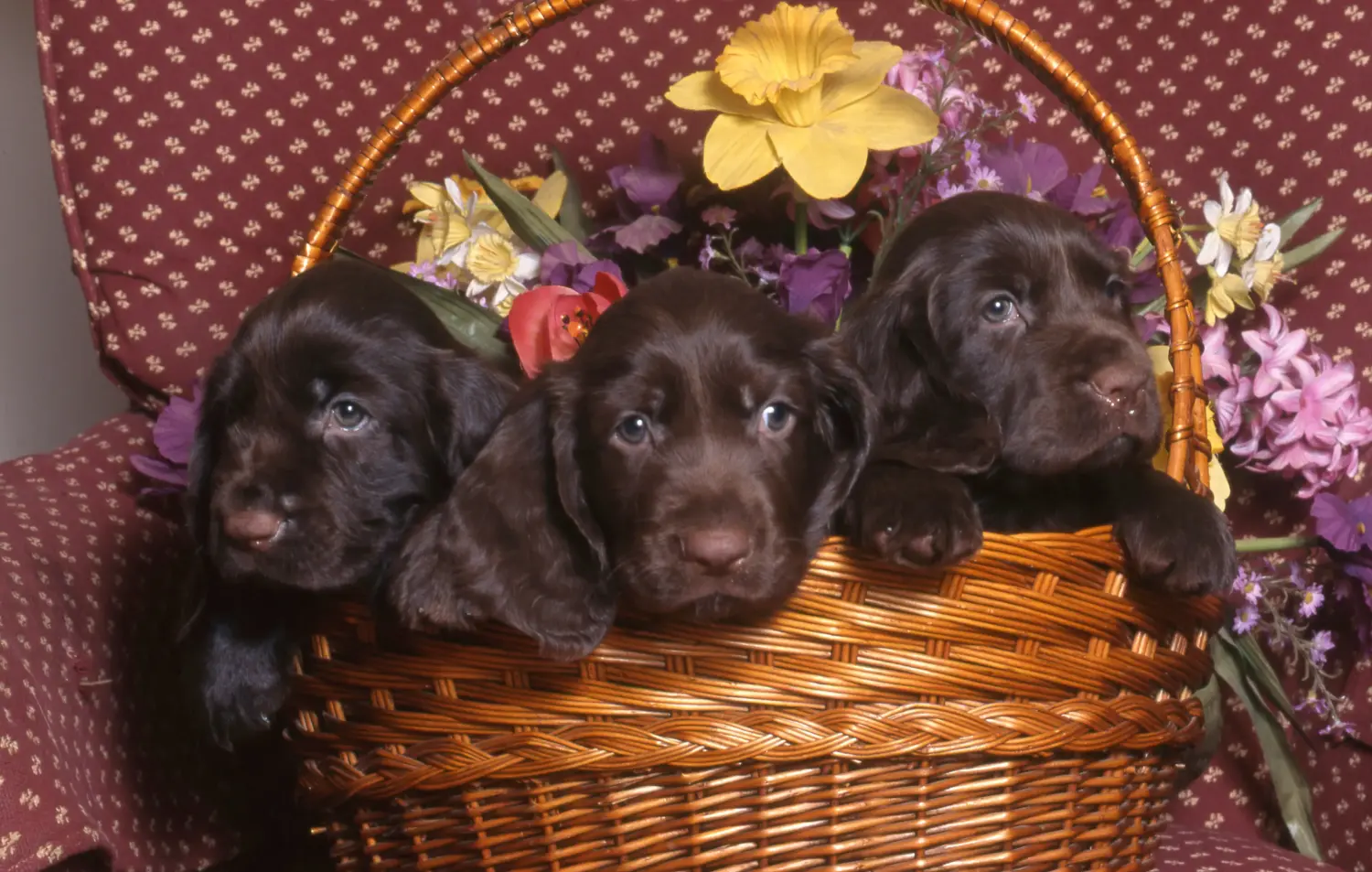 Acheter un chiot Field Spaniel, c'est prendre ses responsabilités ! Acheter des chiots Field Spaniel.
