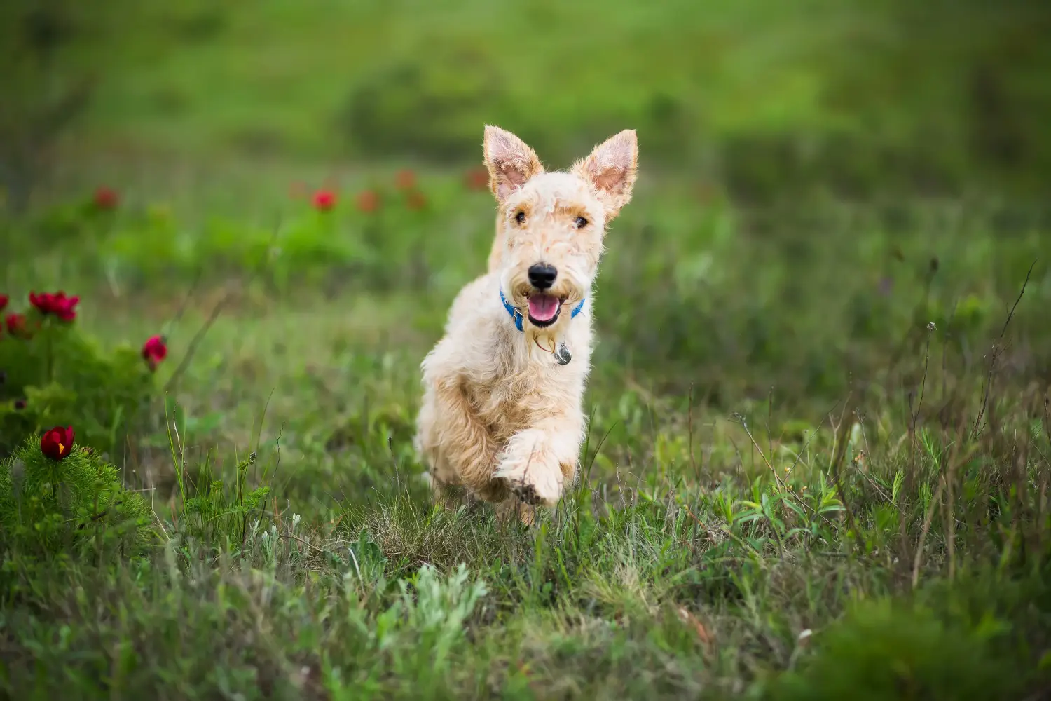 Acheter un chiot Lakeland Terrier, c'est prendre ses responsabilités ! Acheter un chiot Lakeland Terrier.