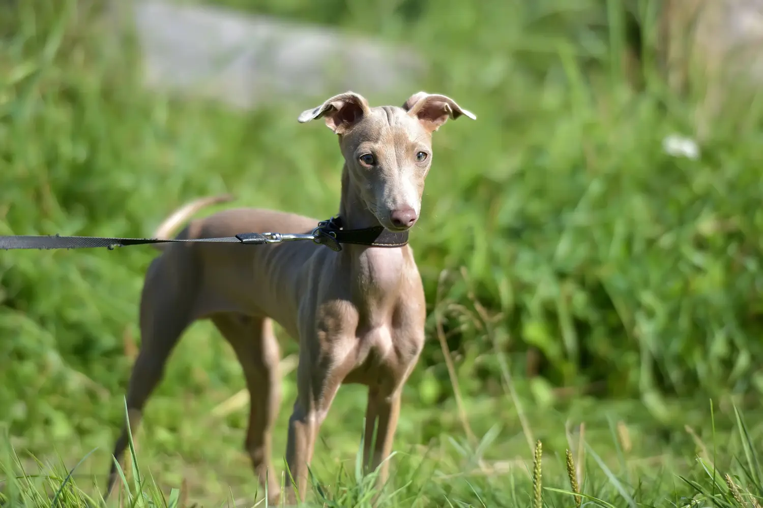 Acheter un chiot chien nu péruvien, c'est prendre ses responsabilités ! Acheter un chiot chien nu péruvien.
