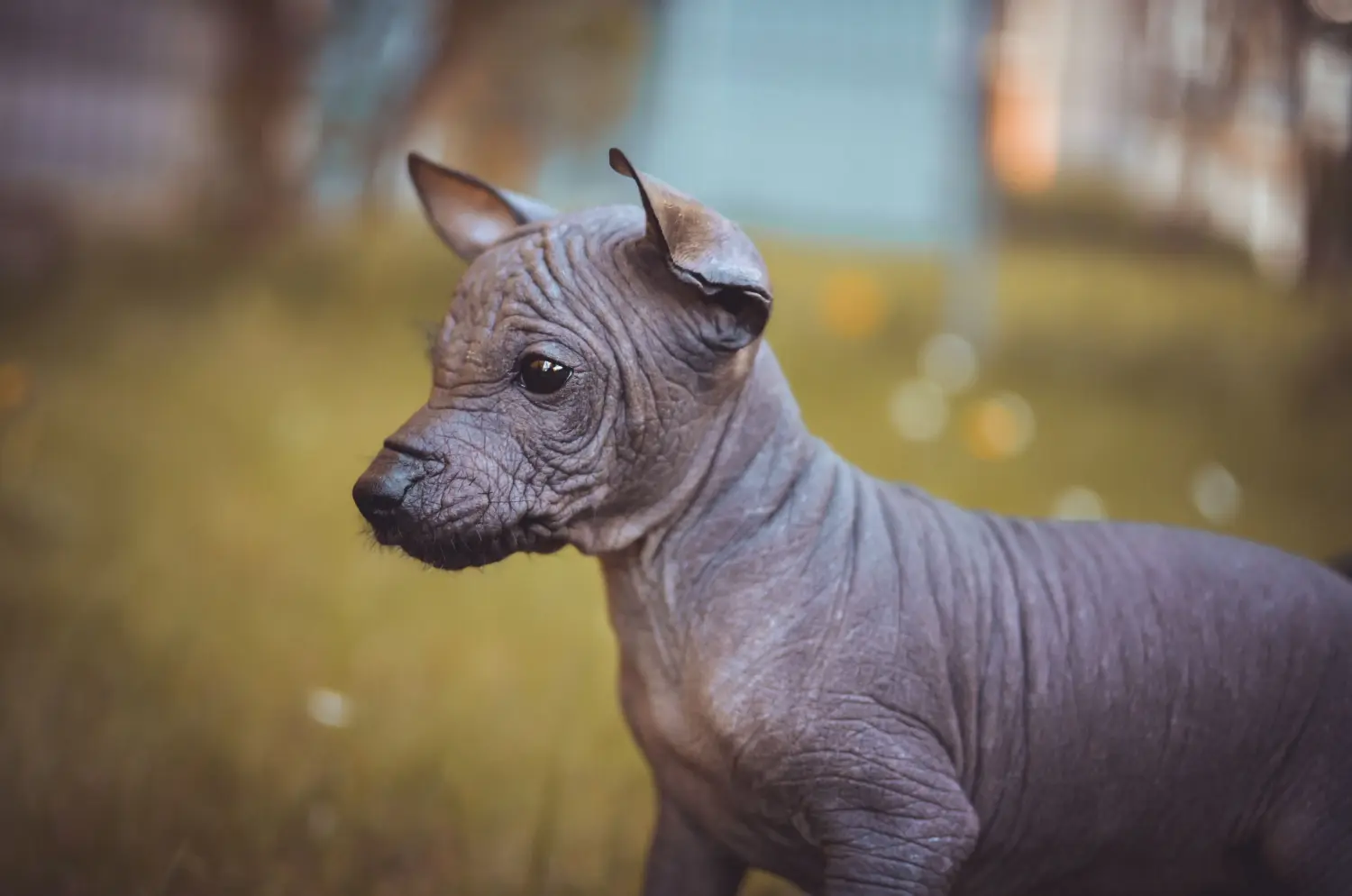 Acheter un chiot chien nu péruvien, c'est prendre ses responsabilités ! Acheter un chiot chien nu péruvien.